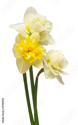 Bouquet of yellow and white daffodils flowers isolated on white background. Beautiful composition for advertising and packaging design in the garden business