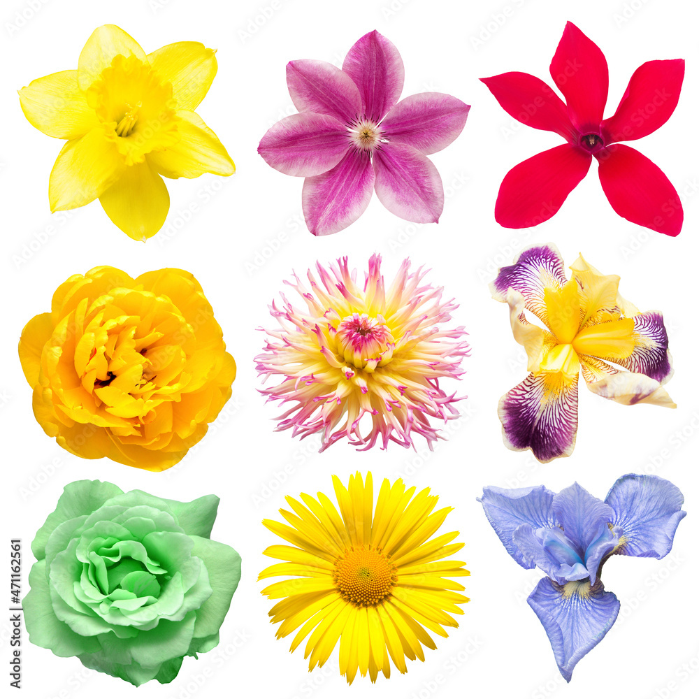 Flowers head collection of beautiful tulip, rose, daffodil, clematis, cyclamen, iris, daisy, dahlia isolated on white background. Flat lay, top view