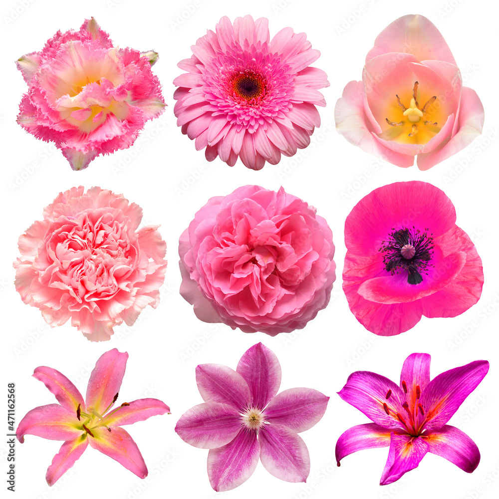 Collection beautiful head pink flowers of carnation, tulip, rose, daisy, poppy, clematis, lily, gerbera isolated on white background. Flat lay, top view