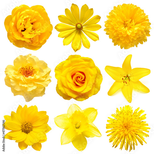 Collection beautiful head yellow flowers of adonis  lily  dandelion  daffodil  tulip  dahlia  chrysanthemum  daisy  rose isolated on white background. Beautiful floral delicate composition