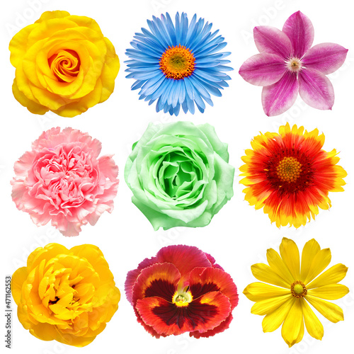 Flowers head collection of beautiful aster, adonis, clematis, rose, tulip, carnation, pansy, daisy, dahlia isolated on white background. Card. Easter. Spring time set. Flat lay, top view © Flower Studio