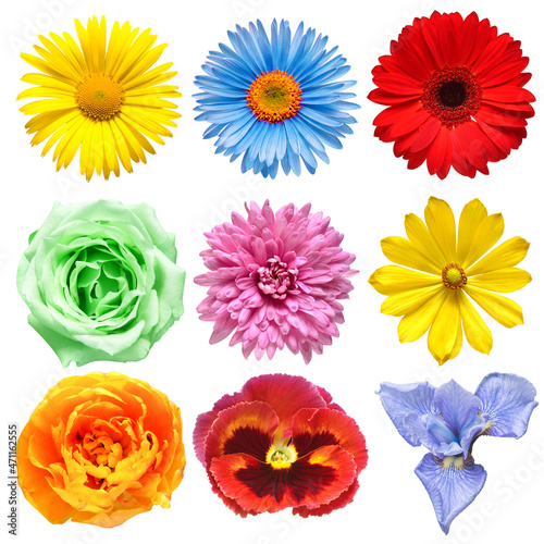 Flowers head collection of beautiful adonis vernalis  tulip  gerbera  iris  rose  pansy  daisy  dahlia isolated on white background. Card. Easter. Spring time set. Flat lay  top view