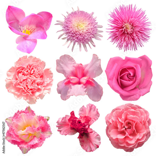 Collection beautiful head pink flowers of iris, carnation, tulip, rose, dahlia, daisy, freesia isolated on white background. Beautiful floral delicate composition. Flat lay, top view © Flower Studio