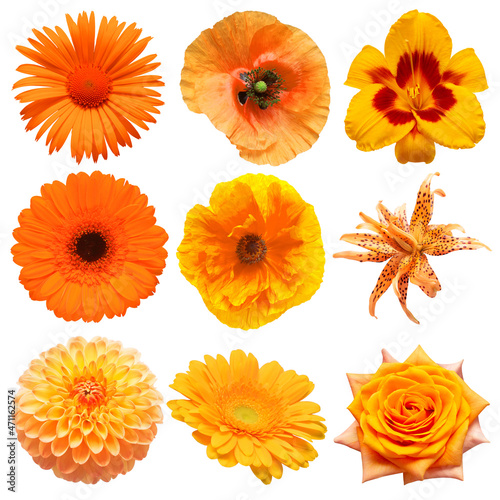 Collection beautiful head orange flowers of daisy, poppy, gerbera, rose, dahlia, chrysanthemum, lily isolated on white background. Flat lay, top view
