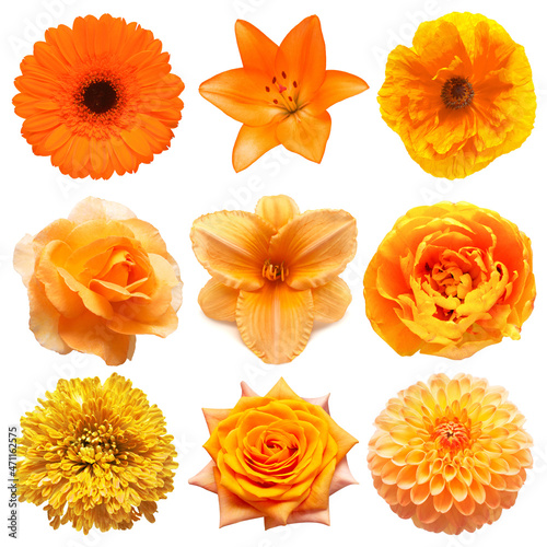 Collection beautiful head orange flowers of tulip, poppy, gerbera, rose, dahlia, chrysanthemum, lily isolated on white background. Flat lay, top view