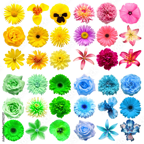 Big collection of various head flowers yellow, green, pink and blue isolated on white background. Perfectly retouched, full depth of field on the photo. Top view, flat lay