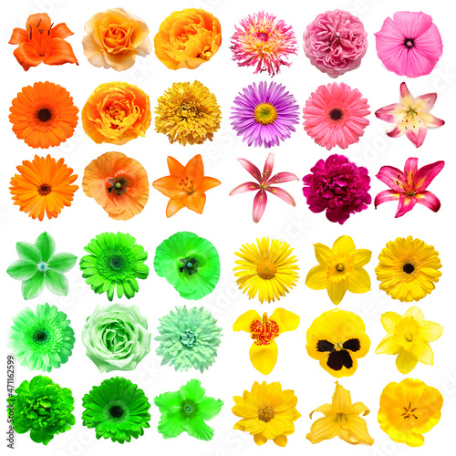 Big collection of various head flowers yellow  green  pink and orange isolated on white background. Perfectly retouched  full depth of field on the photo. Top view  flat lay