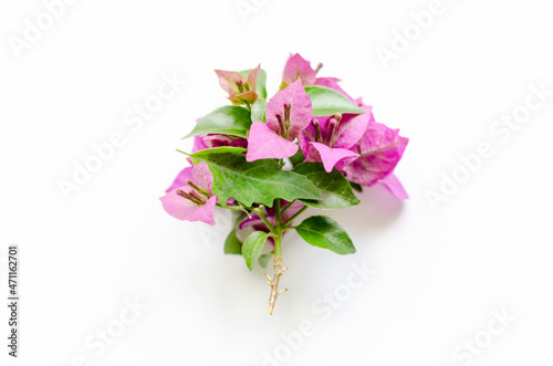 Fotografering pink bougainvillaea flowers and leafes flat lay on white background
