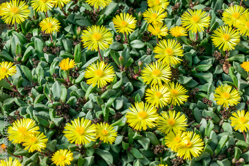 Hereroa Tugwelliae a succulent cactus flowering plant with a yellow flower commonly known as Prince Albert Vygie, stock photo image photo