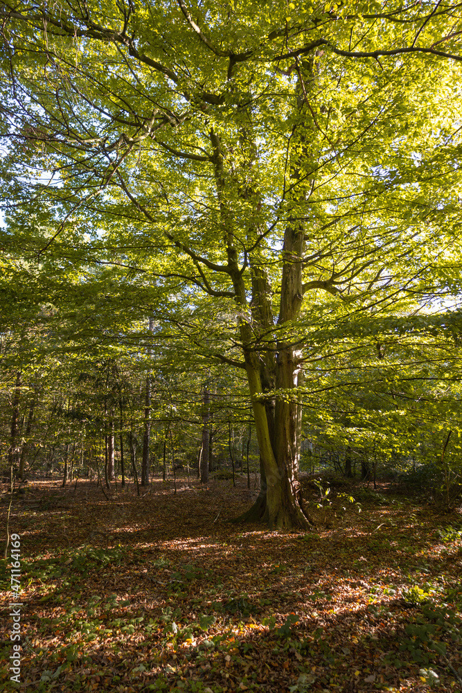 Fototapeta premium Green and yellow autumn tree in the forest Bois de Boulogne in Paris, France, Europe
