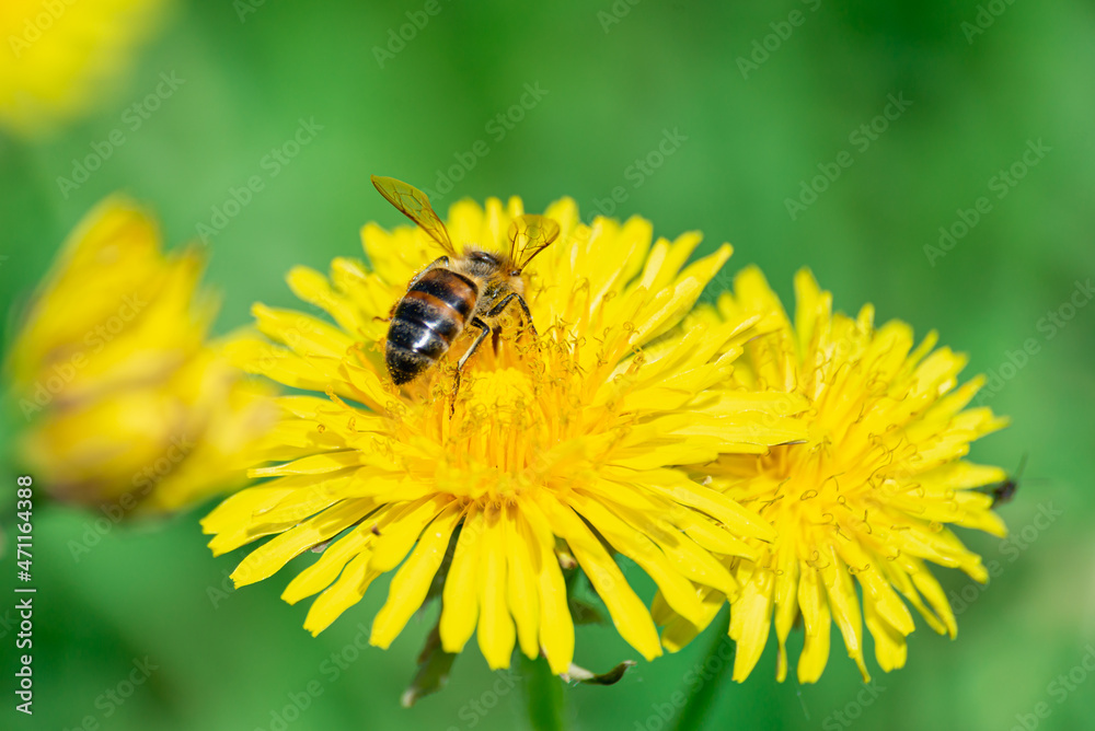 Yellow dandelions with a bee in a clearing in the forest. Yellow dandelions with a bee in a clearing in the forest.