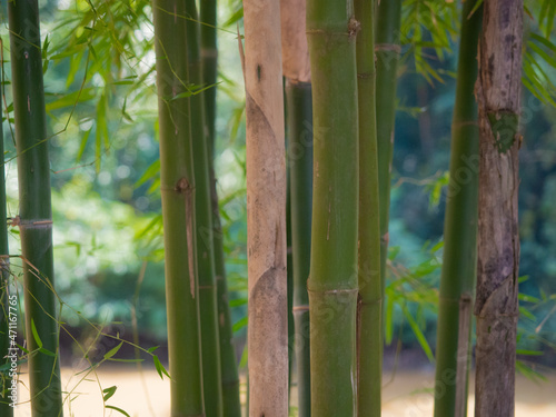 bamboo tree in tropical rainforest.