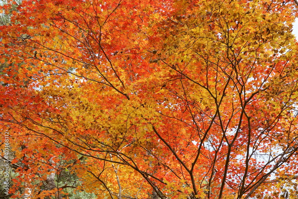 カラフルな秋のカエデの紅葉