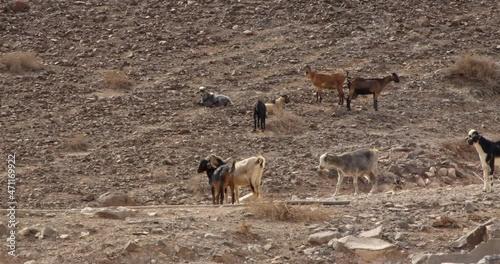 A herd of goats walking in the volcanic mountains of the Canary Island on a sunny autumn day and looking for food.