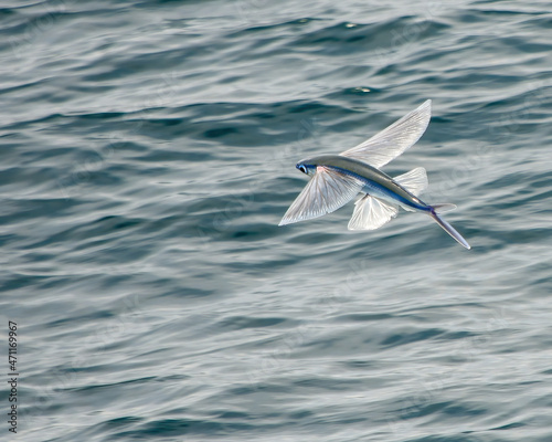 Canvastavla Flying Fish Soaring Above the Pacific Ocean