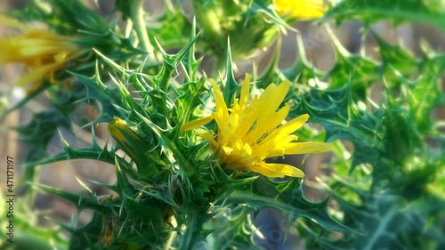 Meadow flowers close-up on a blurred background