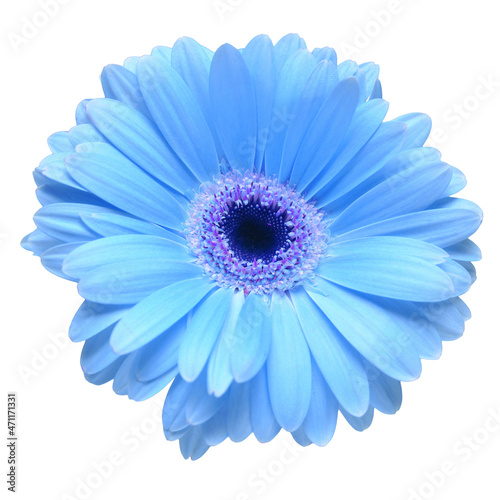 Flower blue gerbera isolated on white background. Flat lay, top view © Flower Studio