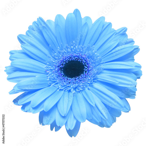 Flower blue gerbera isolated on white background. Flat lay, top view