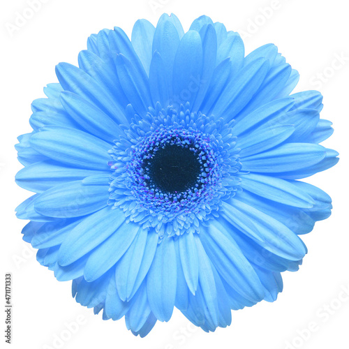 Flower blue gerbera isolated on white background. Flat lay, top view