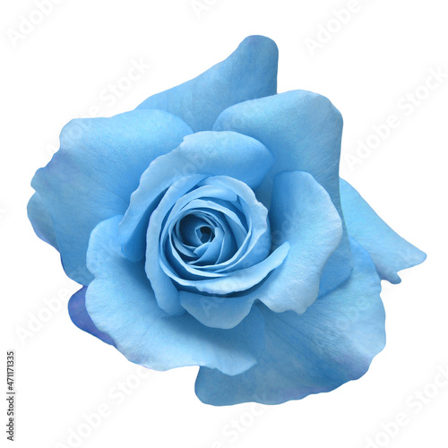 Light blue flower rose isolated on a white background. Macro, flora, for design. Flowerhead. Flat lay, top view