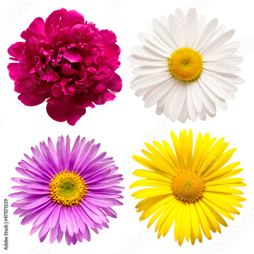 Collection flower chamomile  peony  aster  daisy isolated on white background. Beautiful composition for advertising and packaging design in the business. Flat lay  top view