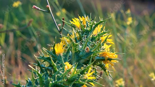 Meadow flowers close-up on a blurred background