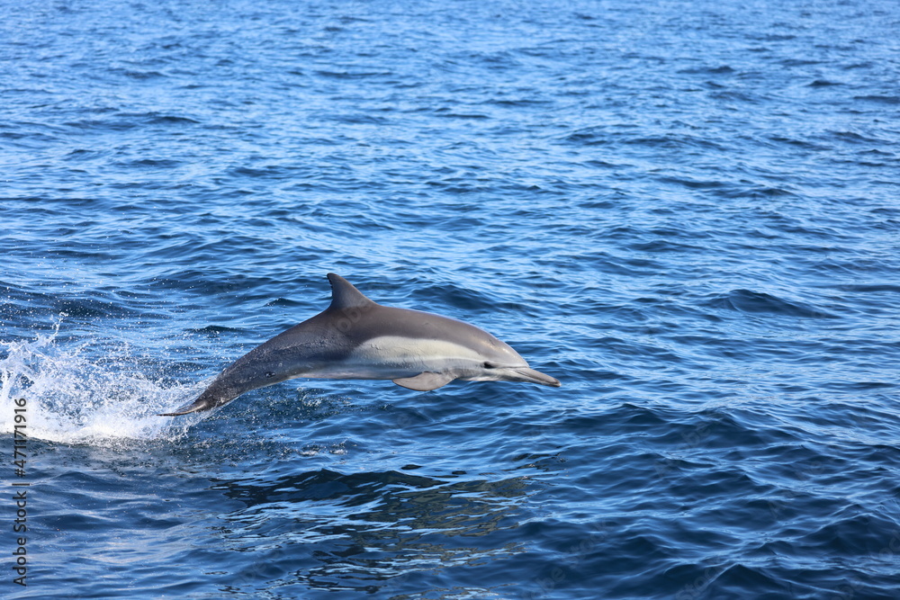 Fototapeta premium dolphin jumping out of water