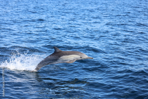 dolphin jumping out of water, Common Dolphin, California Coast, Pacific Ocean, Dana Point, California