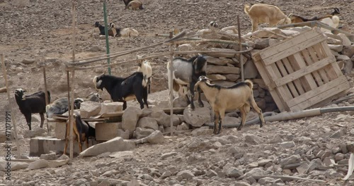A herd of goats walking in the volcanic mountains of the Canary Island on a sunny autumn day. A goat is rubbing horns against a wooden fence.