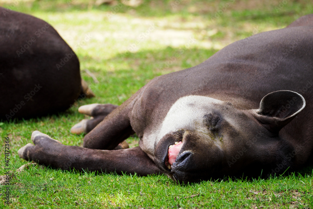 Fototapeta premium Sleeping tapir animal on grass with mouth ajar.