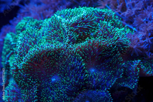 Anemones on a coral reef in detail. © lapis2380