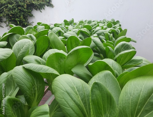 Hydroponic Pakcoy vegetables in the garden. pakcoy in hydroponic pipe. Hydroponic vegetables farm.  photo