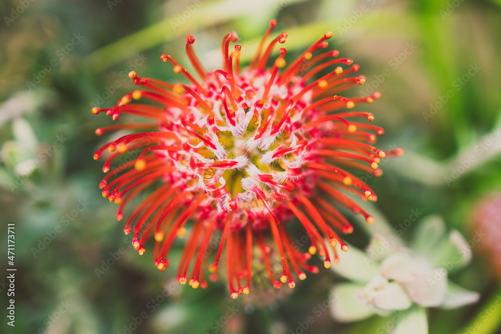 native Australian protea with red flowers outdoor in beautiful tropical backyard native Australian protea with red flowers outdoor in beautiful tropical backyard