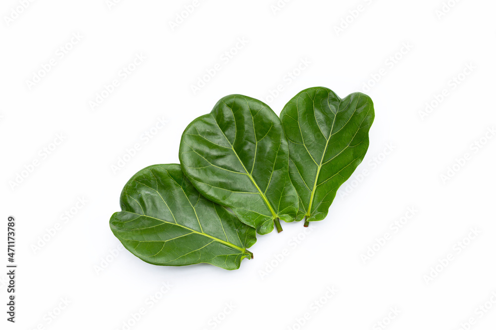 Fototapeta premium Green leaves of ficus lyrate tree on white