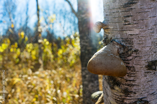 Birch and is mushroom © M.Poulin Photographe