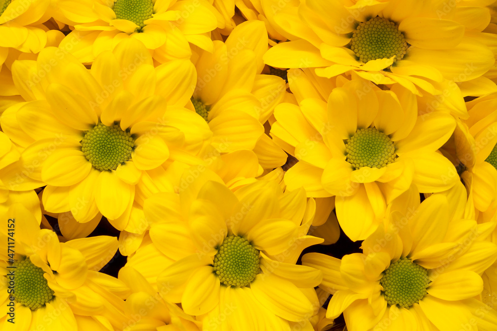 Fototapeta premium chrysanthemum Bacardi Sunny