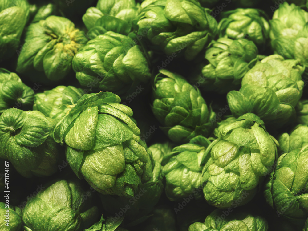 hop cones, SAAZ HOPS, czech republic hop cones, SAAZ HOPS, czech republic