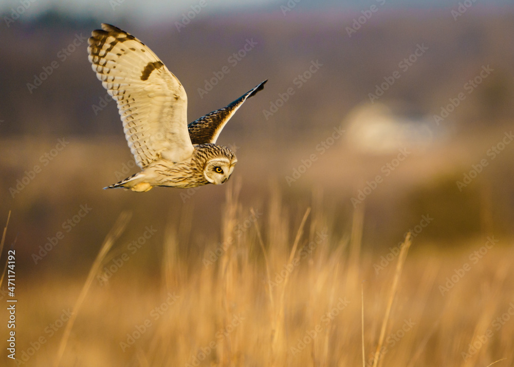 Fototapeta premium Short-Eared Owl Hunting Flight
