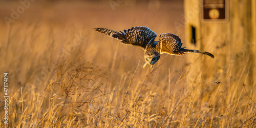 Short-Eared Owl Hunting Dive