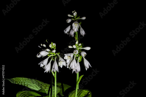 white flowers on black background