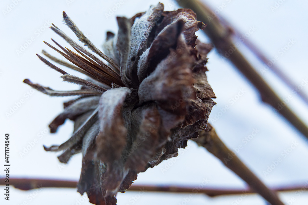 Fototapeta premium frost on a branch