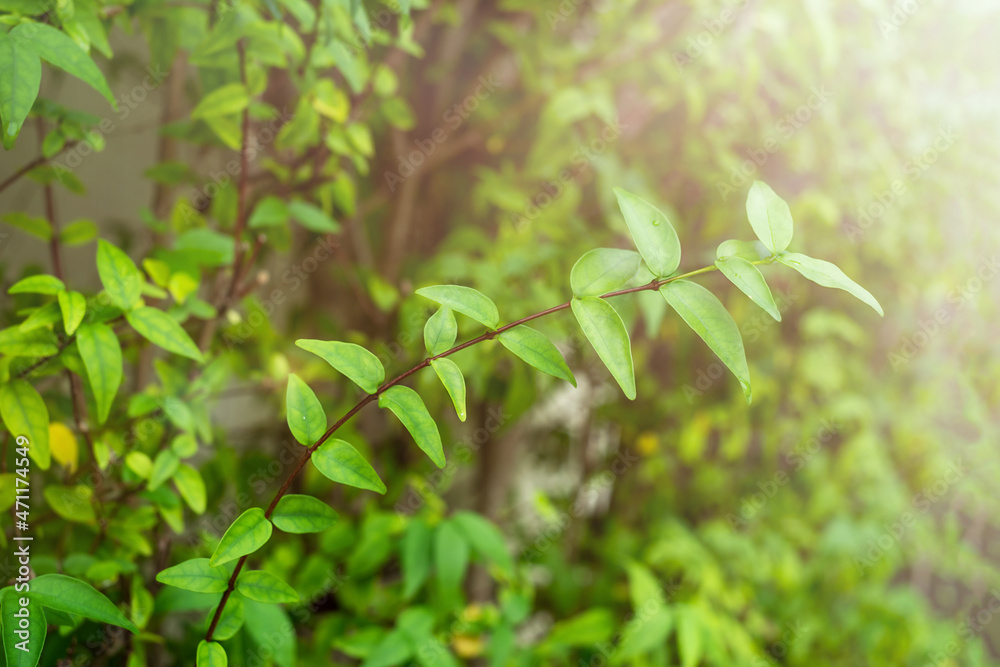 Fresh green twigs with leaves Fresh green twigs with leaves