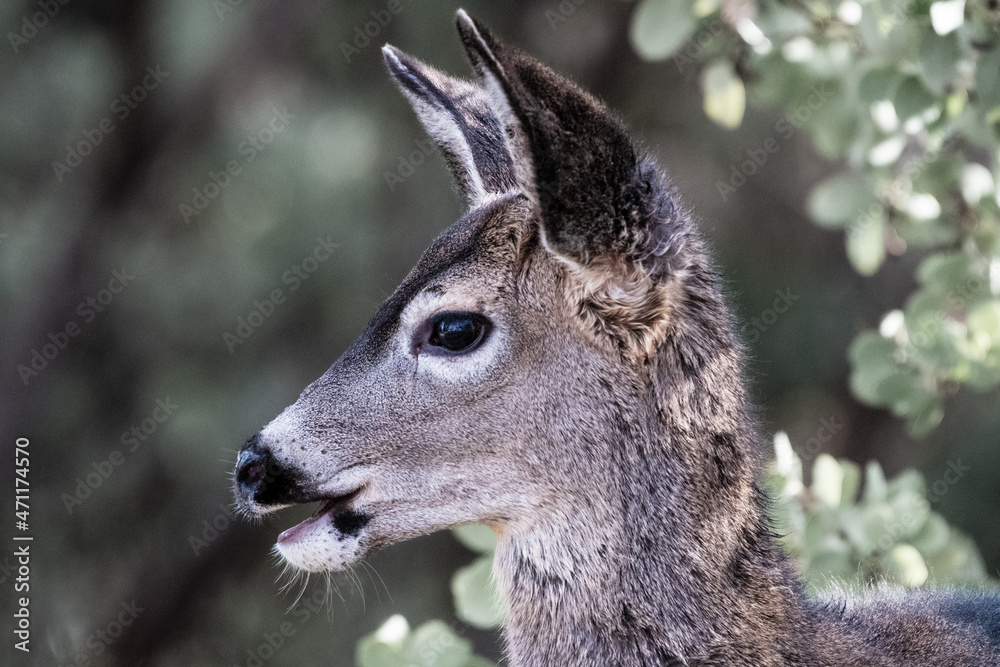 Close-up of an Oregon black-tailed deer