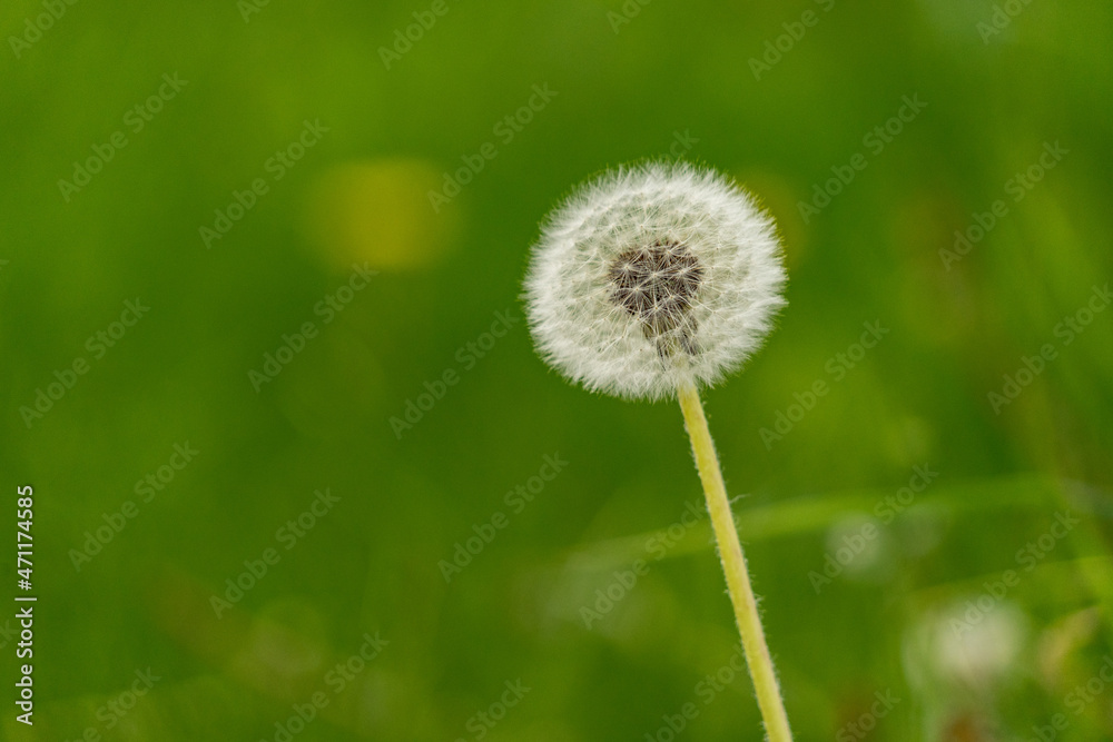 dandelion on green background dandelion on green background