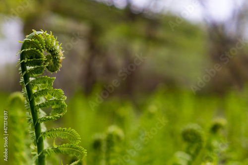 fiddlehead in the forest
