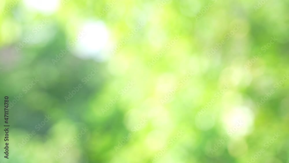 Blur green bokeh light outdoor natural garden, Green natural garden Blur background