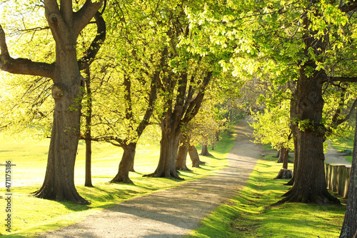 Beautiful green oak trees lining a path that leads uphill to an unkown destination. Spring morning or evening with light airy atmsophere. photo