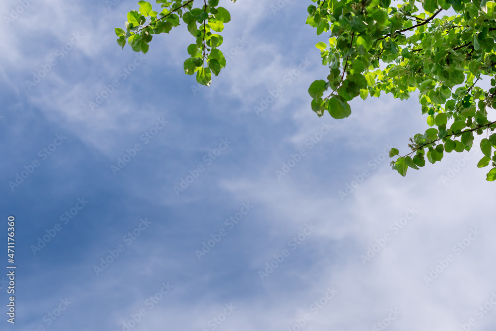 Leaves of trees and blue sky. With empty space for text (copy space). Leaves of trees and blue sky. With empty space for text (copy space).