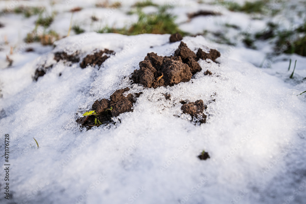 Snowy mole dug on a sunny autumn day. The snow is melting Snowy mole dug on a sunny autumn day. The snow is melting
