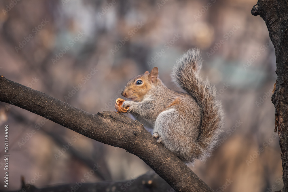 gray squirrel portrait in the town gray squirrel portrait in the town